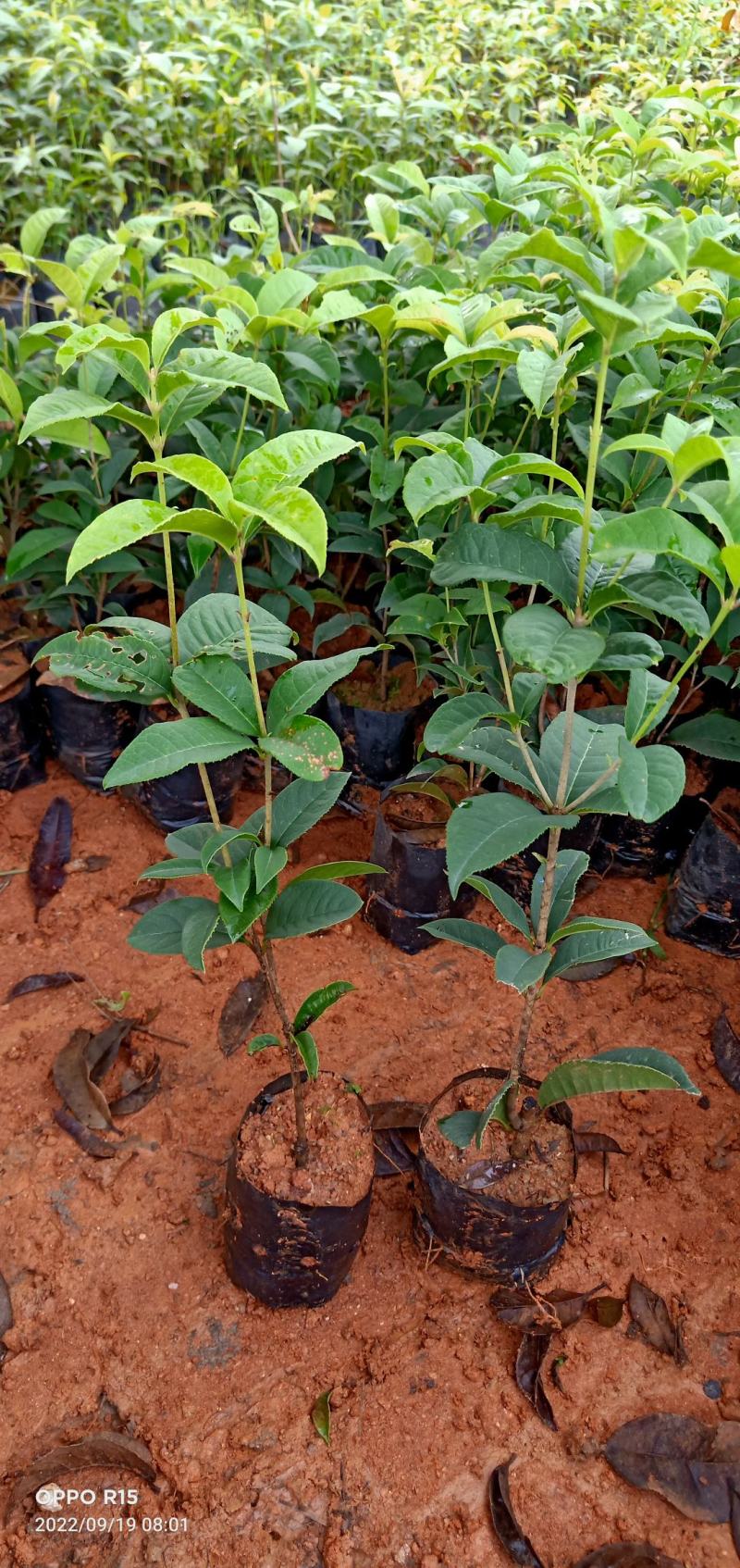 四季桂花树苗适合庭院别墅院子种植树苗合适南北地方种植种苗