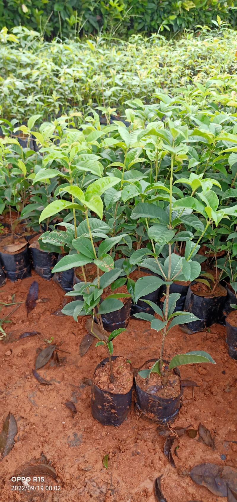 四季桂花树苗适合庭院别墅院子种植树苗合适南北地方种植种苗