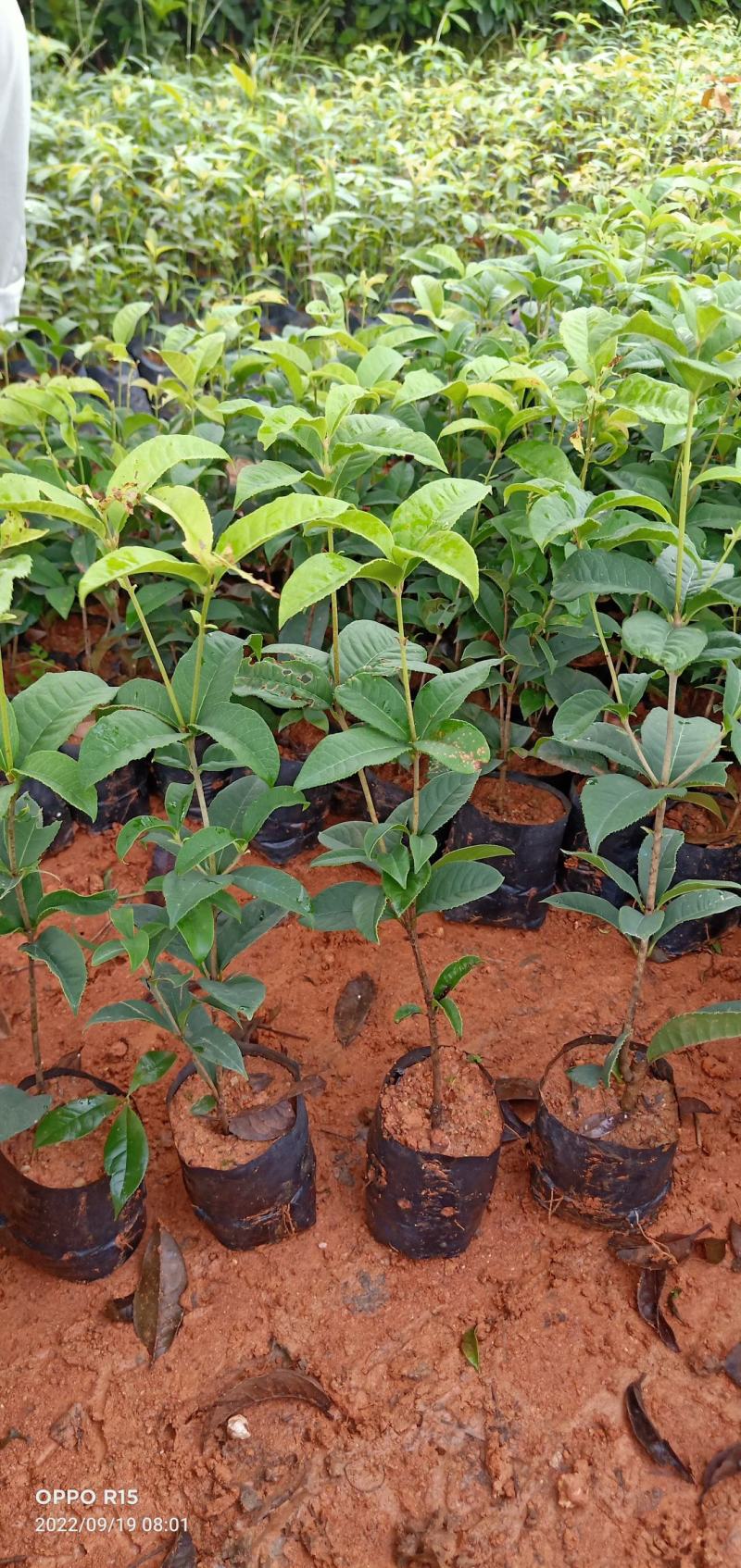 四季桂花树苗适合庭院别墅院子种植树苗合适南北地方种植种苗