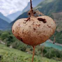 里庄红土地有机土瓜儿凉薯清甜化渣