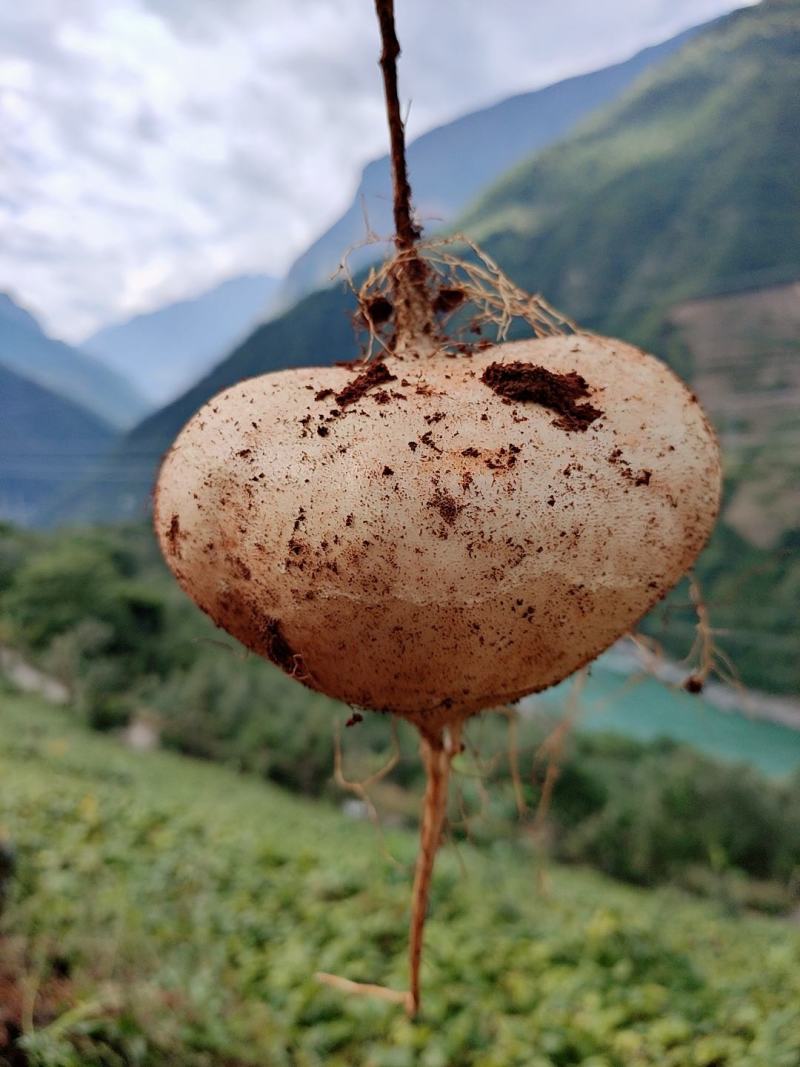 里庄红土地有机土瓜儿凉薯清甜化渣