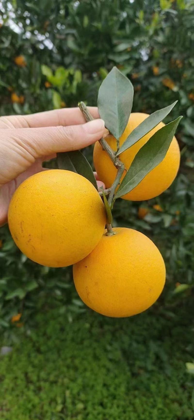 【现摘现发】正宗冰糖橙大量供应甜度高水分足