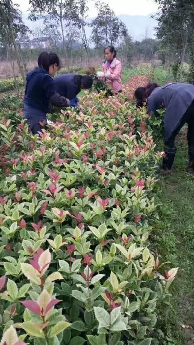 珍珠彩叶桂花小树苗庭院花园绿化苗木公园道路花坛浓香型常青
