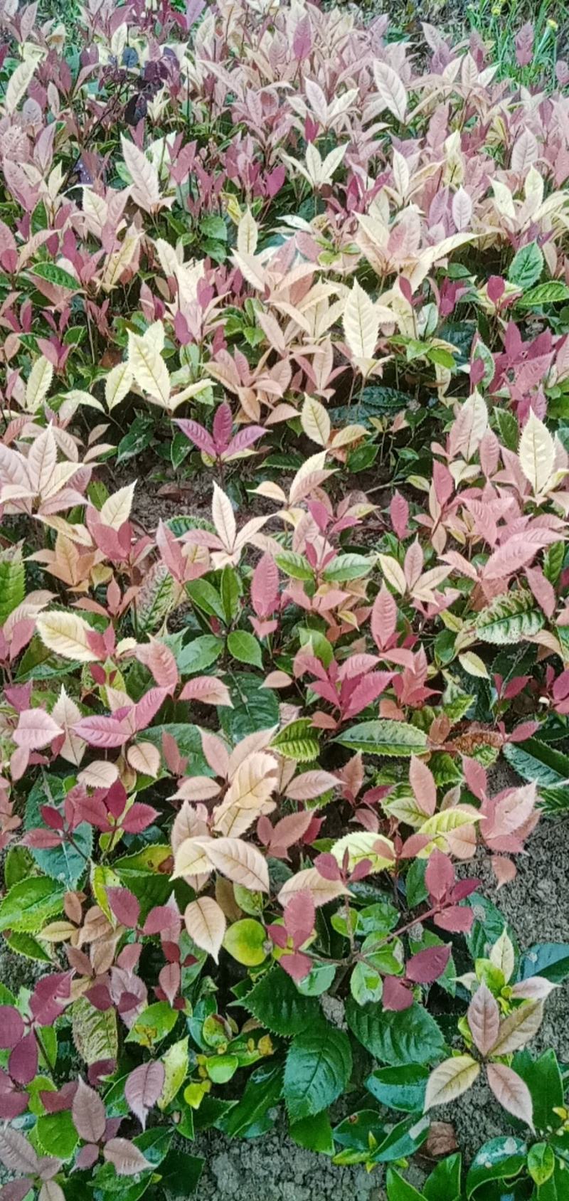 珍珠彩叶桂花小树苗庭院花园绿化苗木公园道路花坛浓香型常青