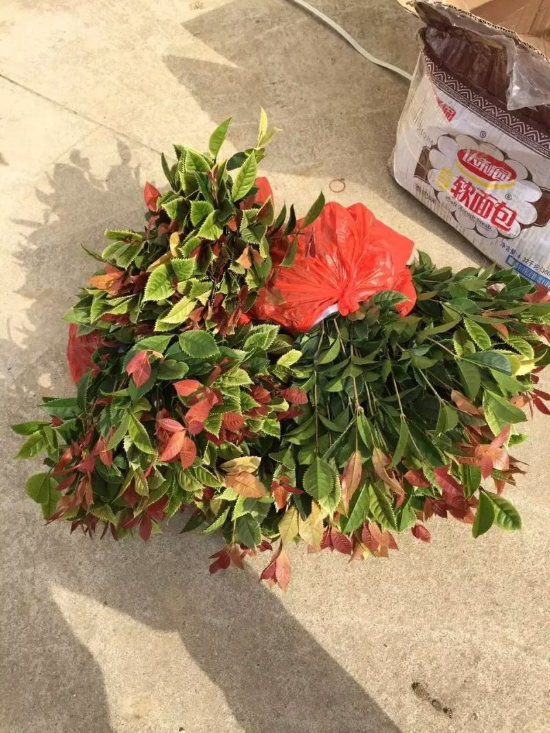 珍珠彩叶桂花小树苗庭院花园绿化苗木公园道路花坛浓香型常青