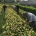 珍珠彩叶桂花小树苗庭院花园绿化苗木公园道路花坛浓香型常青