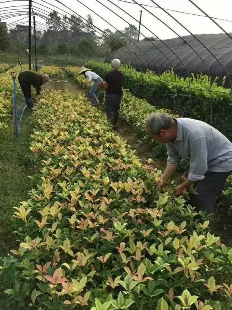 珍珠彩叶桂花小树苗庭院花园绿化苗木公园道路花坛浓香型常青