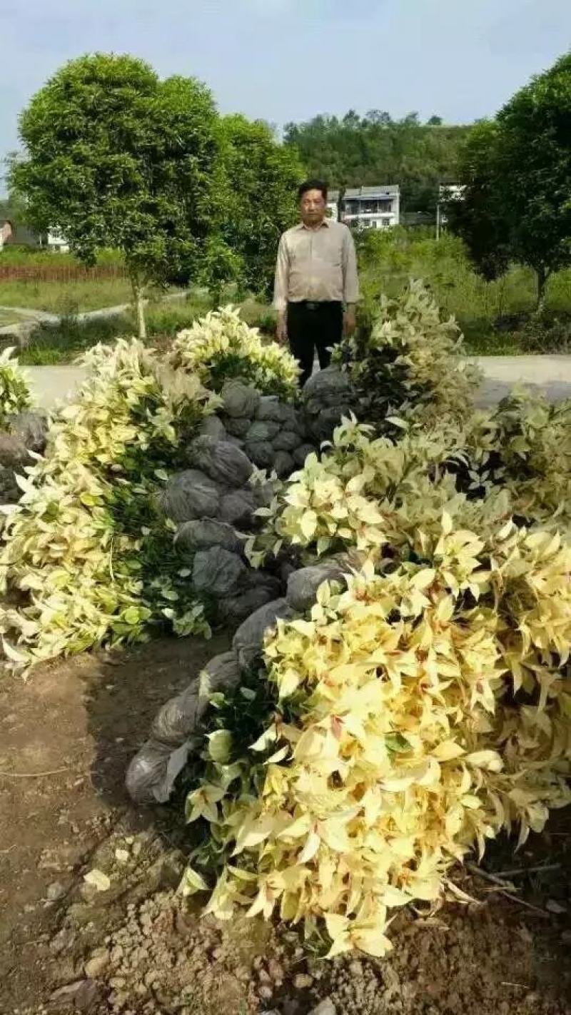 珍珠彩叶桂花小树苗庭院花园绿化苗木公园道路花坛浓香型常青