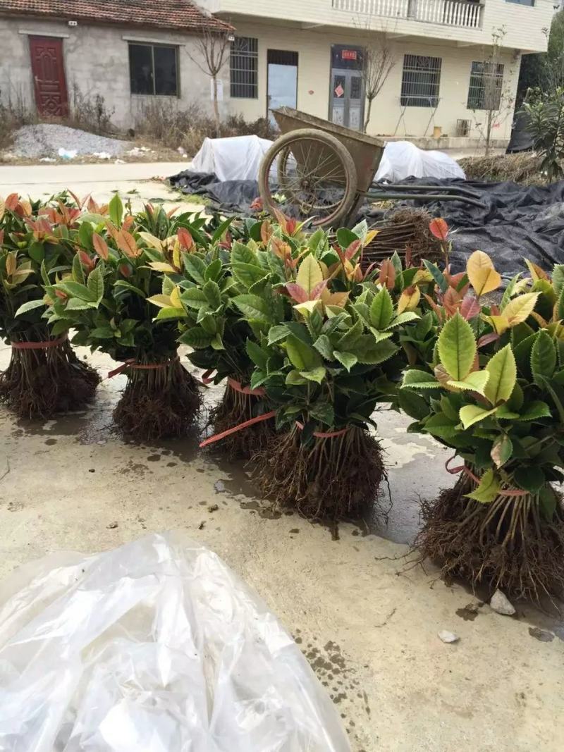 珍珠彩叶桂花小树苗庭院花园绿化苗木公园道路花坛浓香型常青