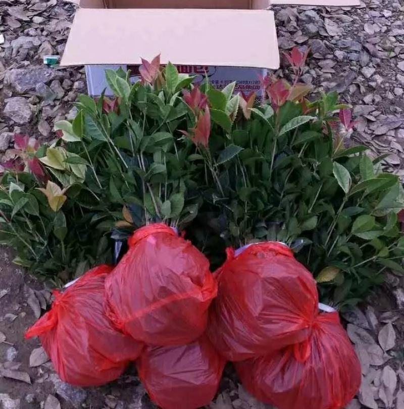 珍珠彩叶桂花小树苗庭院花园绿化苗木公园道路花坛浓香型常青