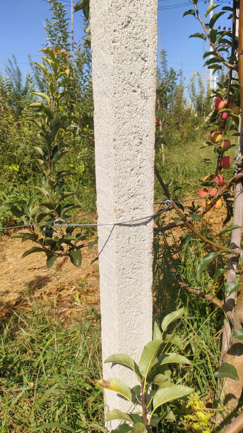 水泥柱固定卡河北永德助新建果园猕猴桃葡萄立架密植果园专用