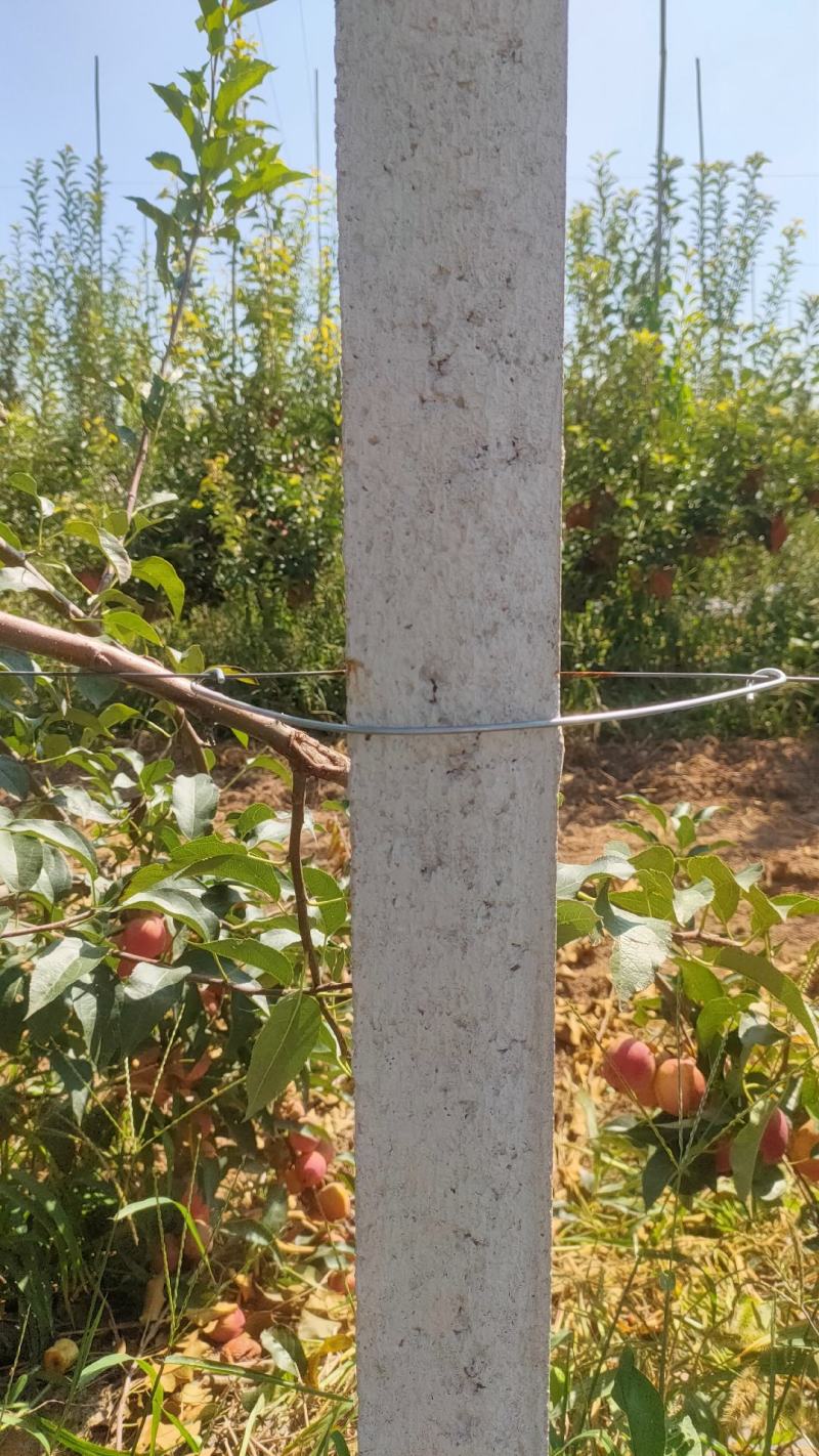 水泥柱固定卡河北永德助新建果园猕猴桃葡萄立架密植果园专用