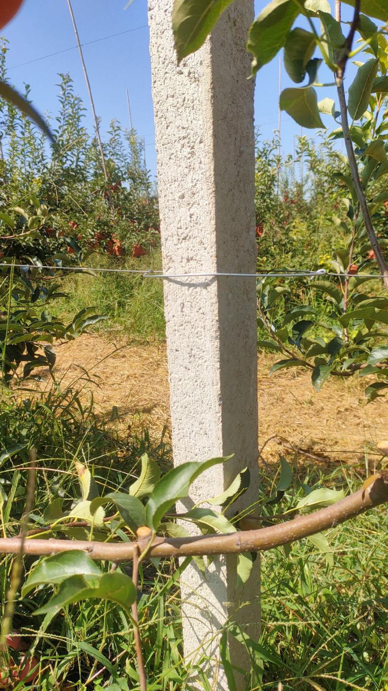 水泥柱固定卡河北永德助新建果园猕猴桃葡萄立架密植果园专用