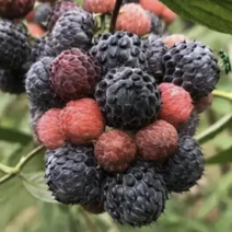 黑树莓苗，覆盆子苗