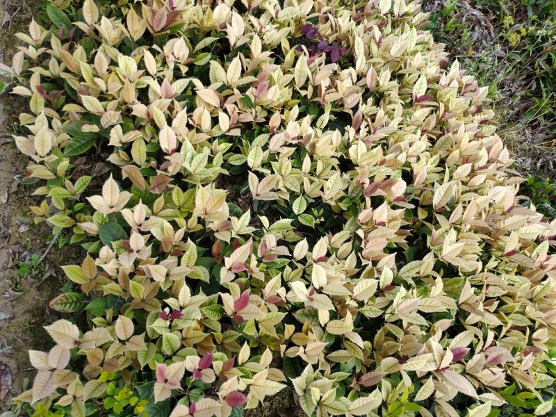 珍珠彩叶桂花小树苗庭院花园绿化苗木公园道路花坛浓香型常青