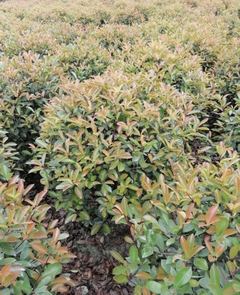 四川红叶石楠球冠幅50公分-1.5米好中差货都有