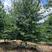 娜塔栎北美红栎8公分到25公分便宜出售规格齐全欢迎咨询