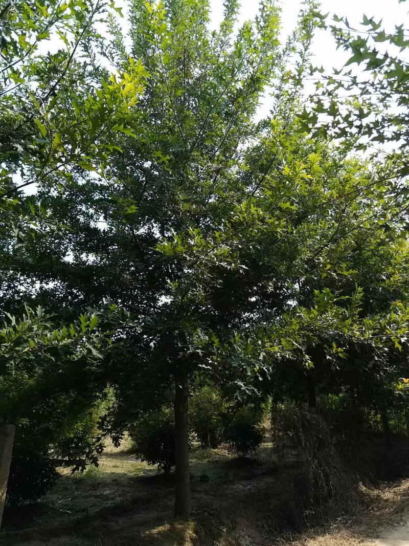 娜塔栎北美红栎8公分到25公分便宜出售规格齐全欢迎咨询