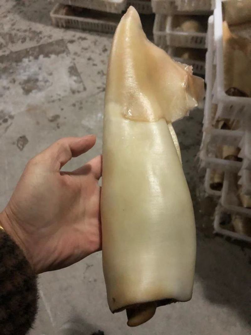 【热卖】扒皮三去大鱿鱼基地直发一手货源对接全国客户