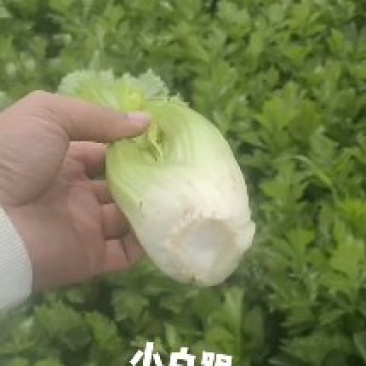 芹菜大量有货，产地直供，代发全国各大市场，商超平台等等，