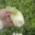芹菜大量有货，产地直供，代发全国各大市场，商超平台等等，