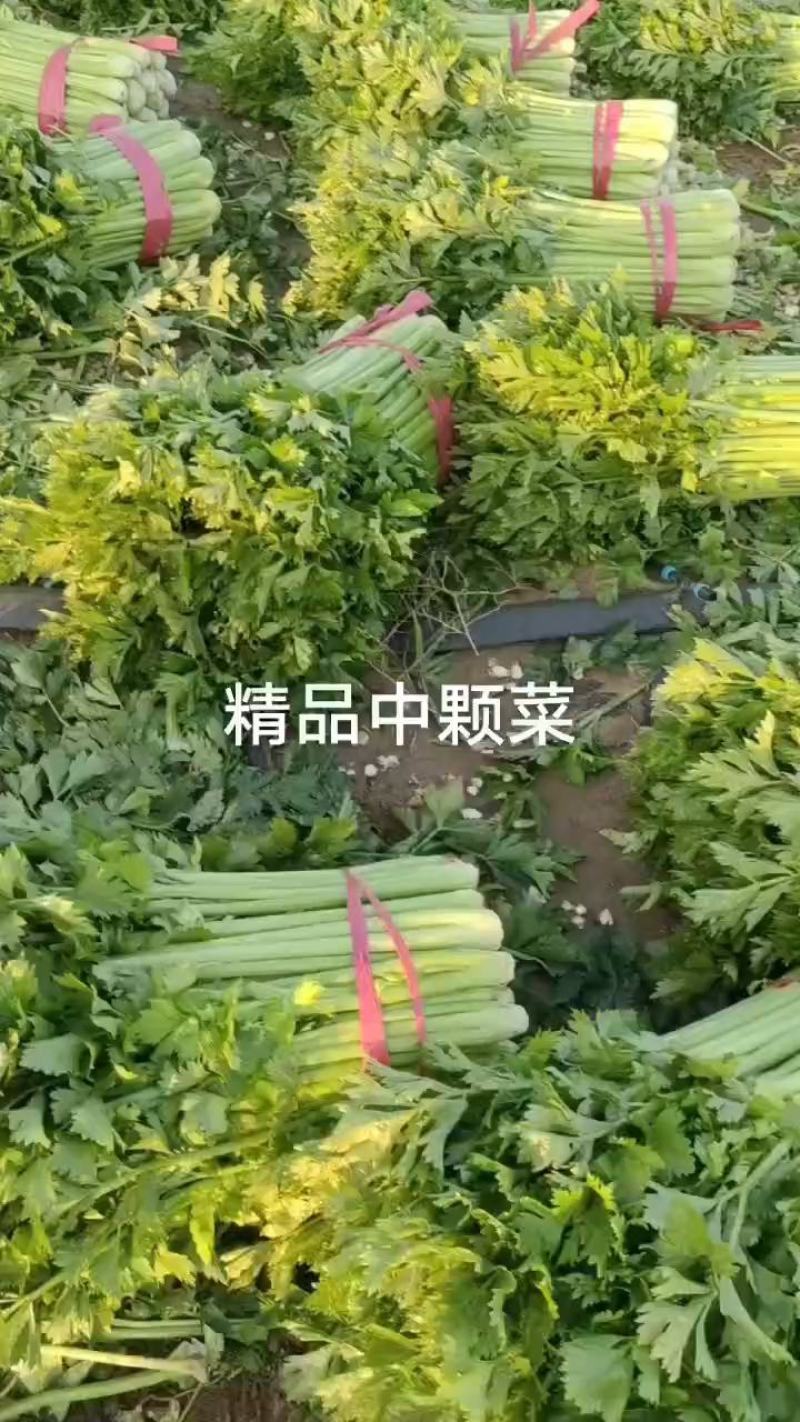 芹菜大量有货，产地直供，代发全国各大市场，商超平台等等，