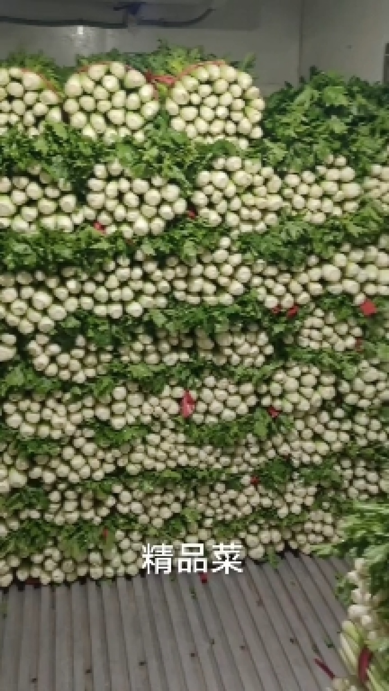 芹菜大量有货，产地直供，代发全国各大市场，商超平台等等，