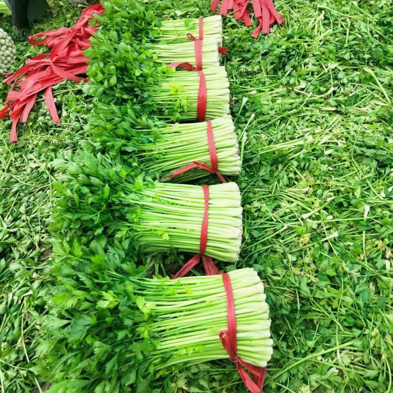 芹菜大量有货，产地直供，代发全国各大市场，商超平台等等，