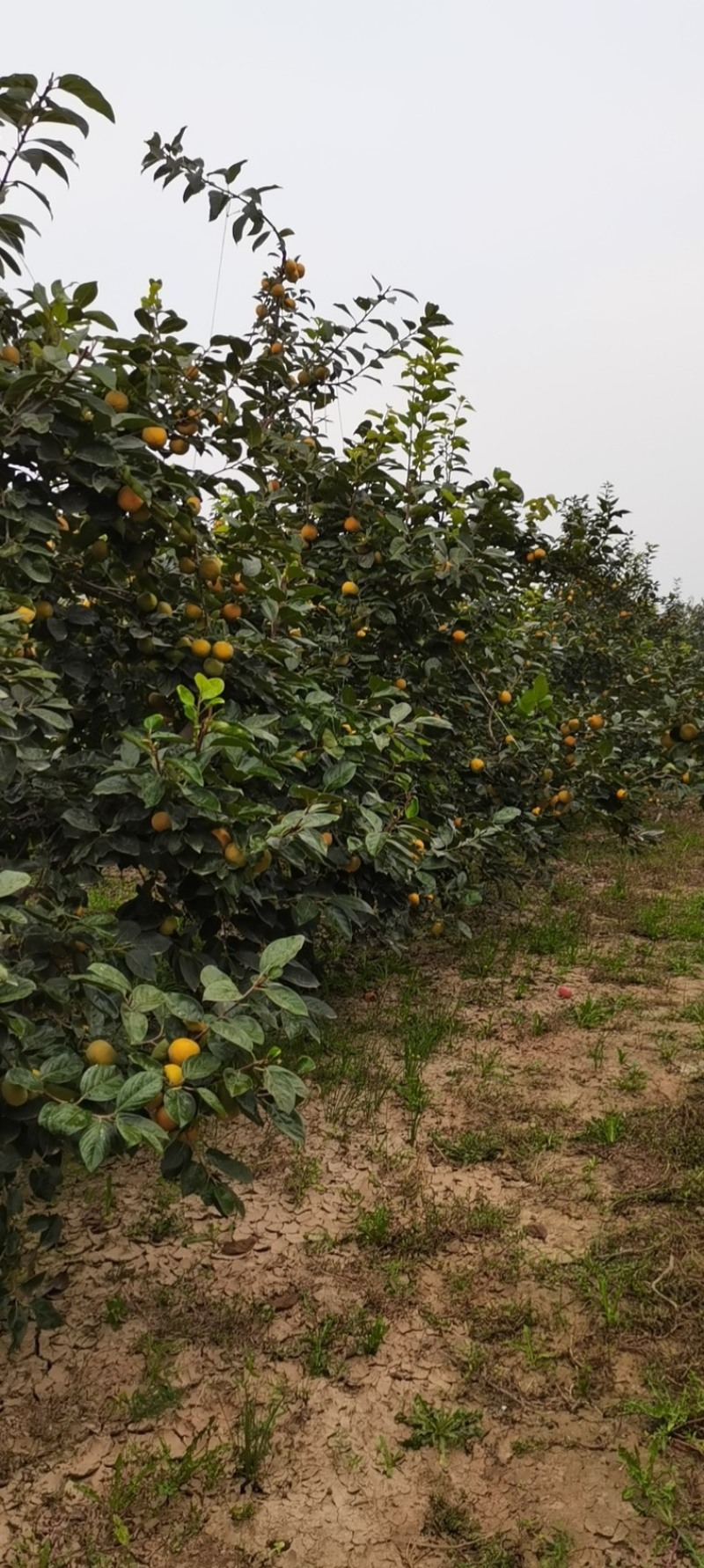 山西阳丰脆甜柿大量上市采摘下来直接可食用一手货源