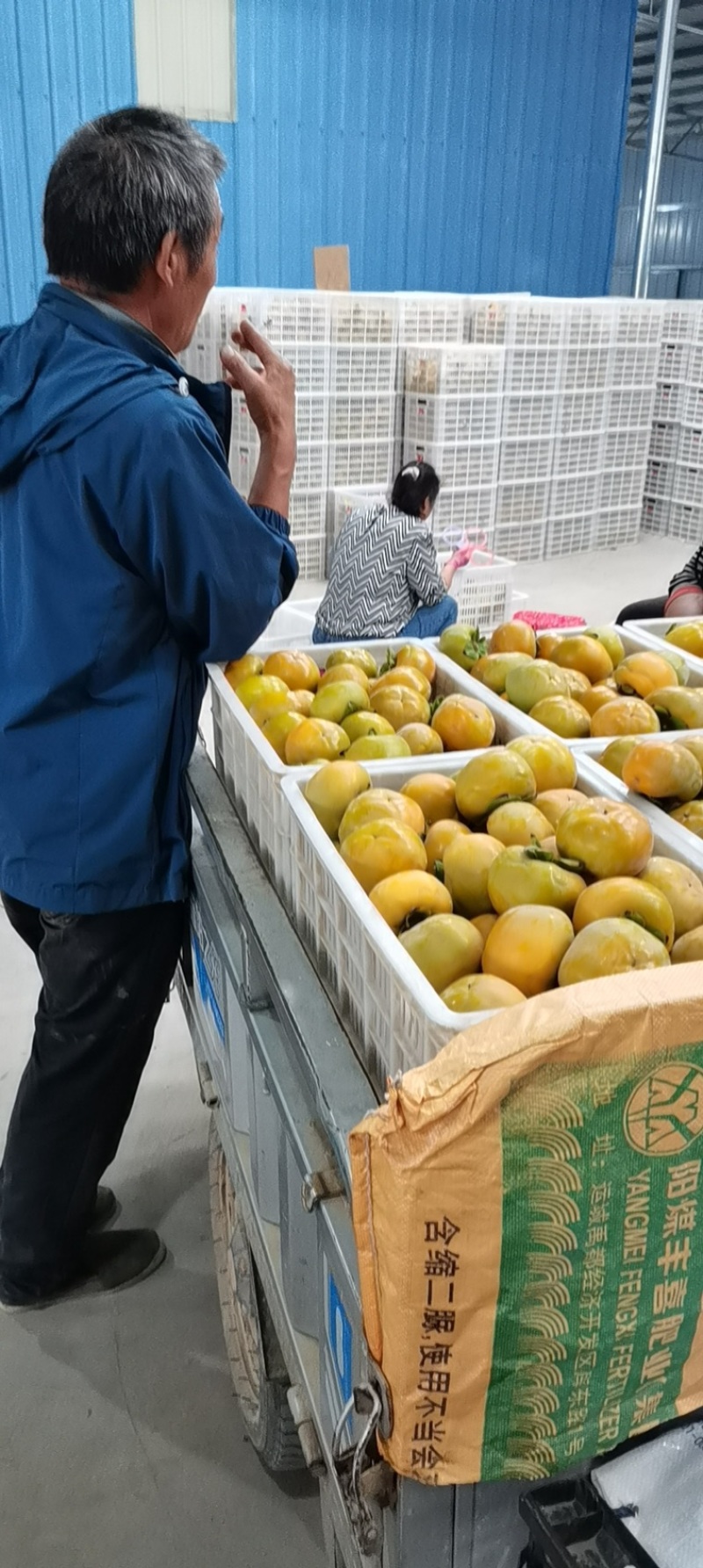 山西阳丰脆甜柿大量上市采摘下来直接可食用一手货源
