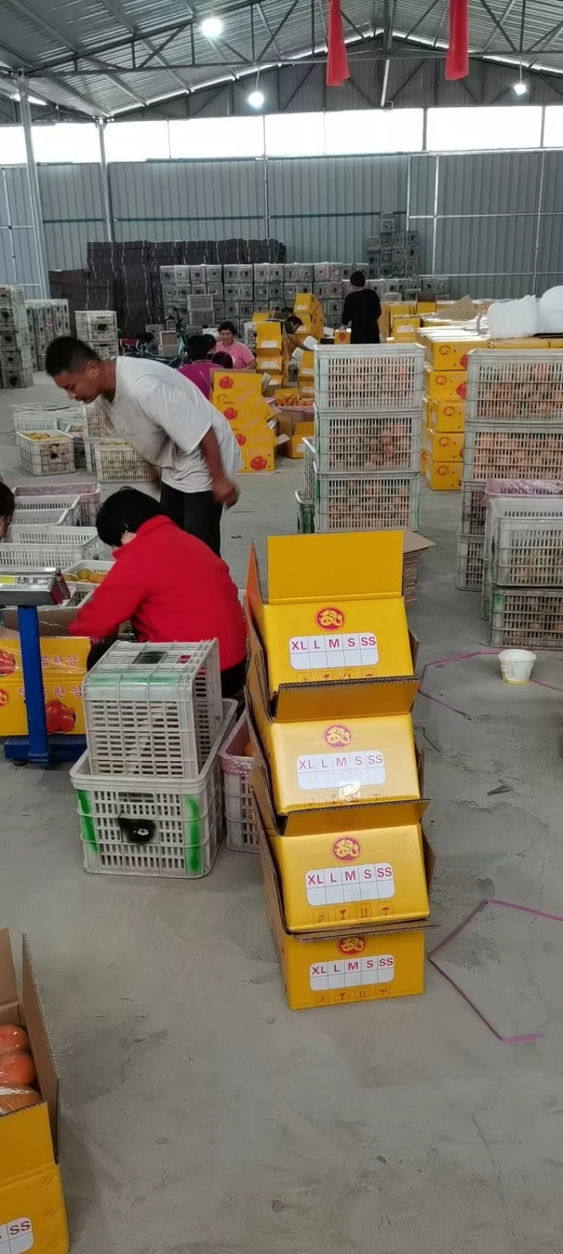 山西阳丰脆甜柿大量上市采摘下来直接可食用一手货源