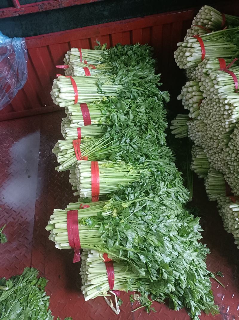 西安芹菜