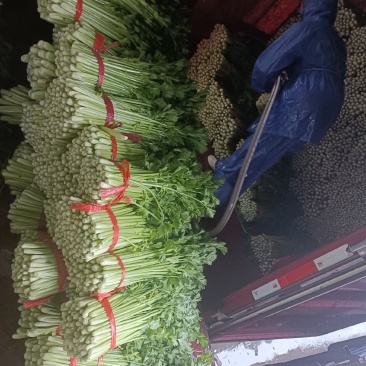 西安芹菜