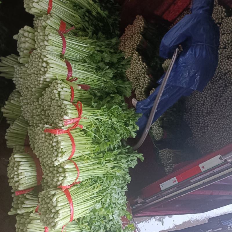 西安芹菜