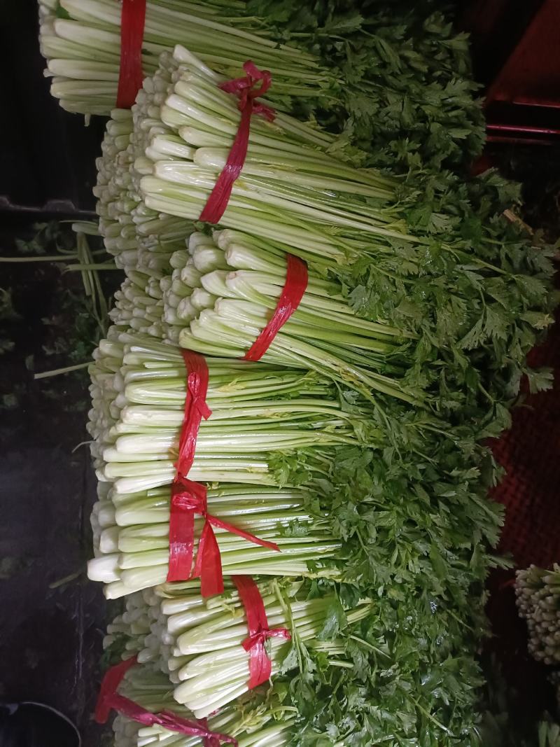 西安芹菜