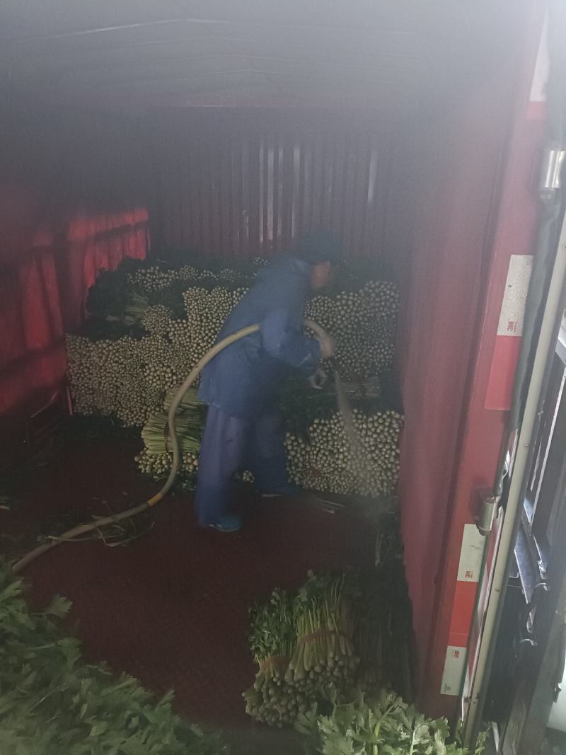 西安芹菜