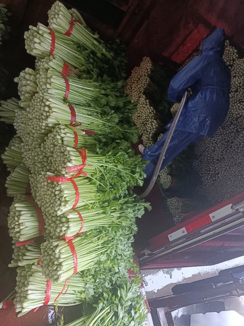 西安芹菜