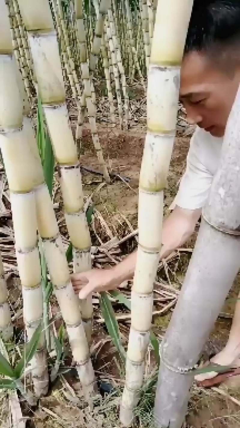 黄金甘蔗，一手货源，产地直供，一亩田联系，诚信为主，热卖