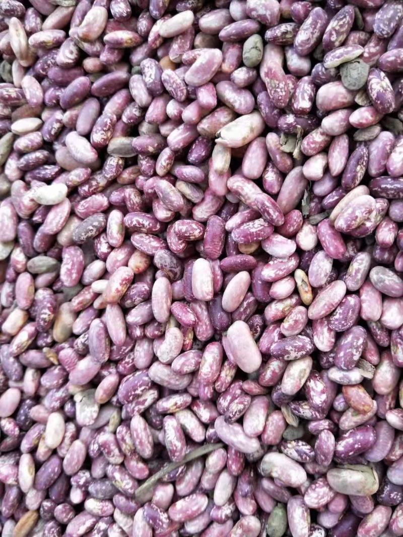 出售东北2022年新下来的饭豆品质保证，一级精选全国发货