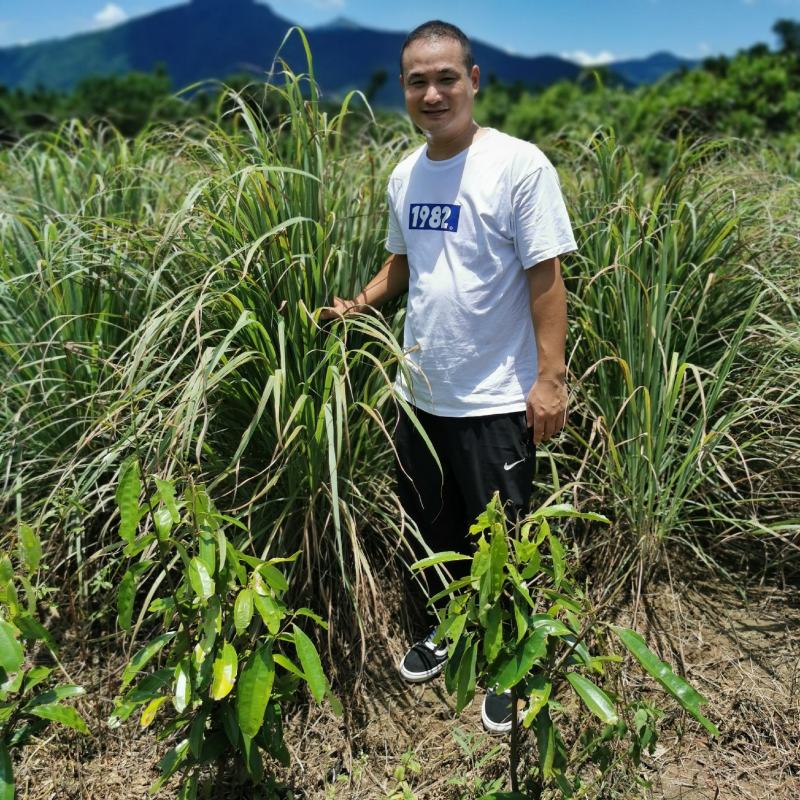 新鲜泰国香茅冬阴功调料汤料火锅底料