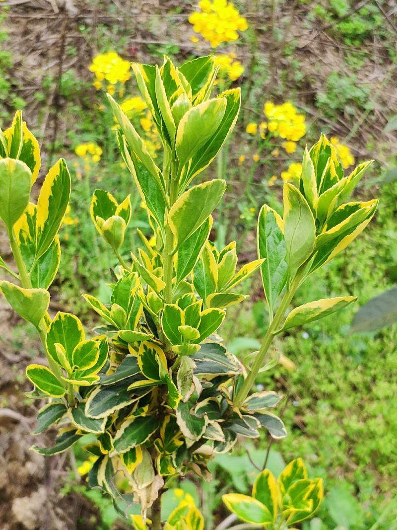 金边黄杨小苗四季常青花坛绿化布景庭院花园大叶苗木适应移栽