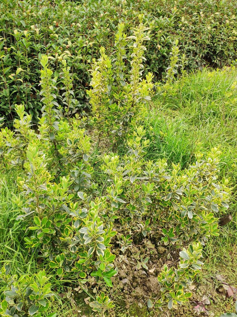 金边黄杨小苗四季常青花坛绿化布景庭院花园大叶苗木适应移栽