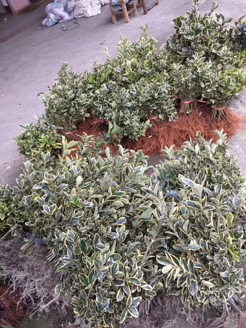 金边黄杨小苗四季常青花坛绿化布景庭院花园大叶苗木适应移栽