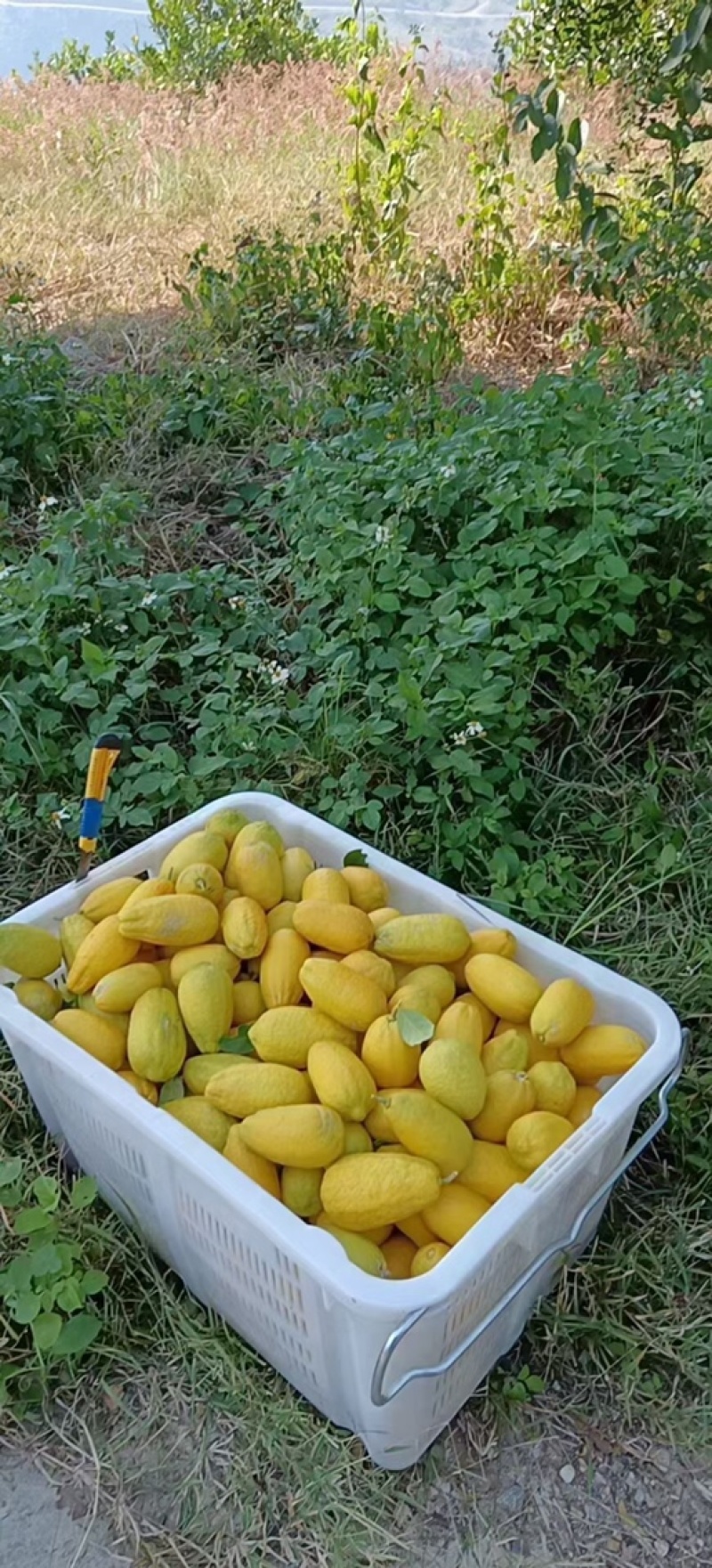 香水柠檬黄果二级果批发，榨汁果，次果，子弹头柠檬，台湾香檬
