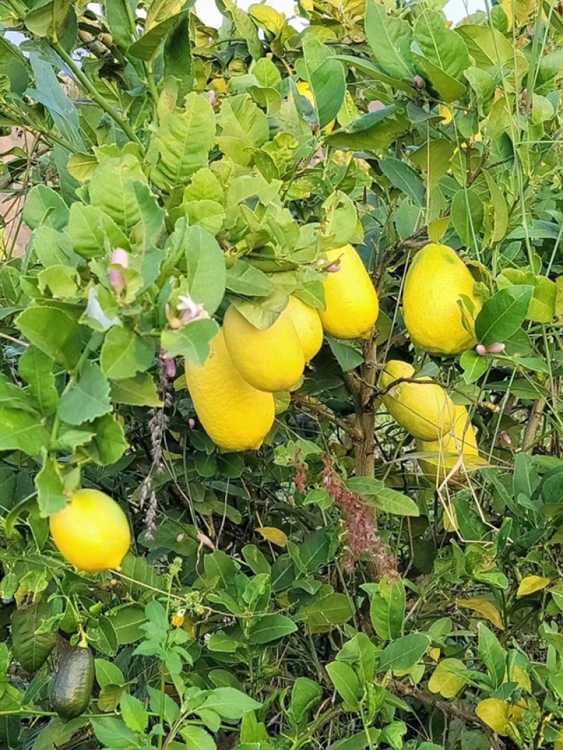 香水柠檬黄果二级果批发，榨汁果，次果，子弹头柠檬，台湾香檬