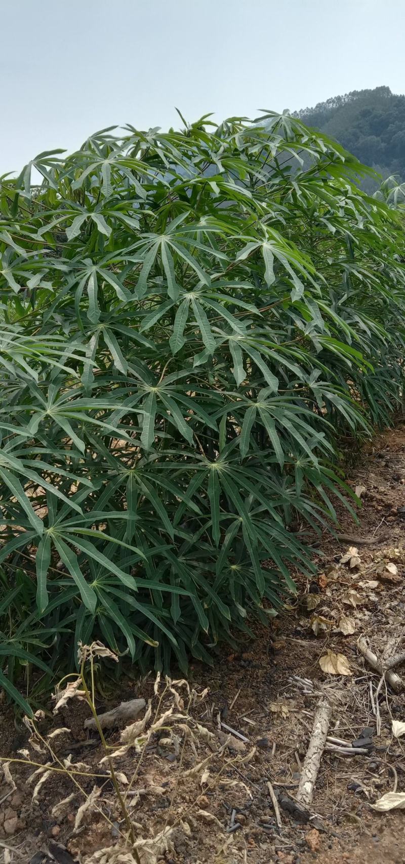 白肉面包木薯