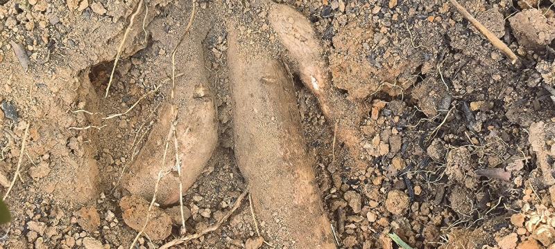 白肉面包木薯