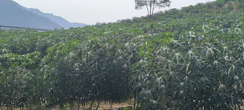 白肉面包木薯