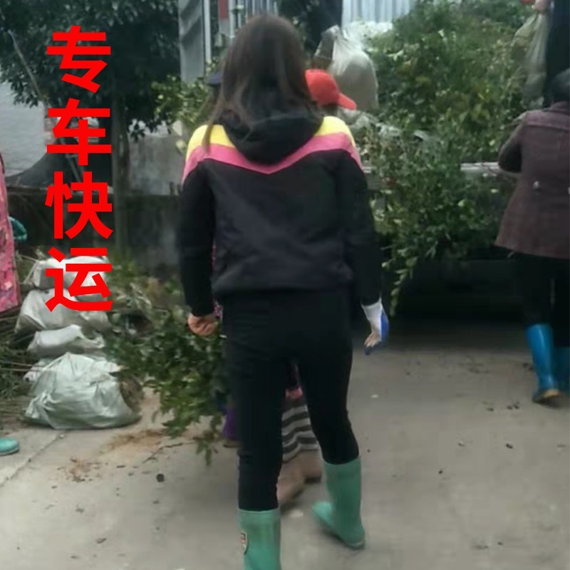 油王品种批发基地嫁接三华油茶高成活林下经济提产提香销售