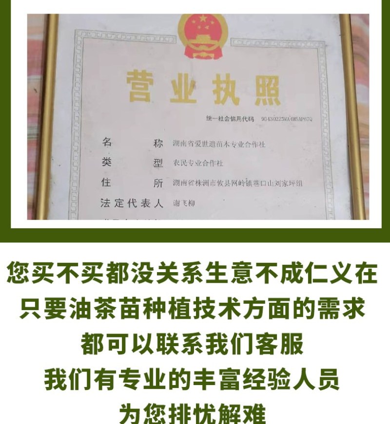 油王品种批发基地嫁接三华油茶高成活林下经济提产提香销售